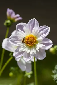 Dahlia (mignon) 'Teesbrooke Audrey' BLOEMBOL *1 - afbeelding 3