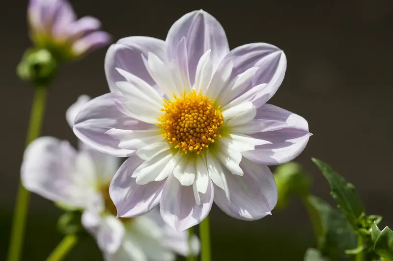 Dahlia (mignon) 'Teesbrooke Audrey' BLOEMBOL *1 - afbeelding 2