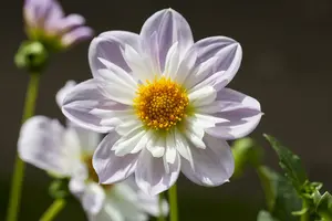 Dahlia (mignon) 'Teesbrooke Audrey' BLOEMBOL *1 - afbeelding 2