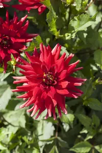 Red Pigmy - afbeelding 2