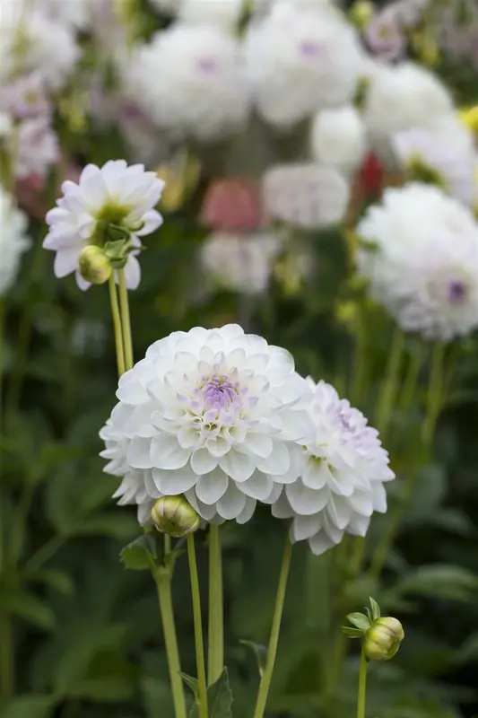 Dahlia (pomp) 'Eveline' BLOEMBOL *1 - afbeelding 1