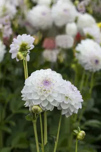 Dahlia (pomp) 'Eveline' BLOEMBOL *1 - afbeelding 1