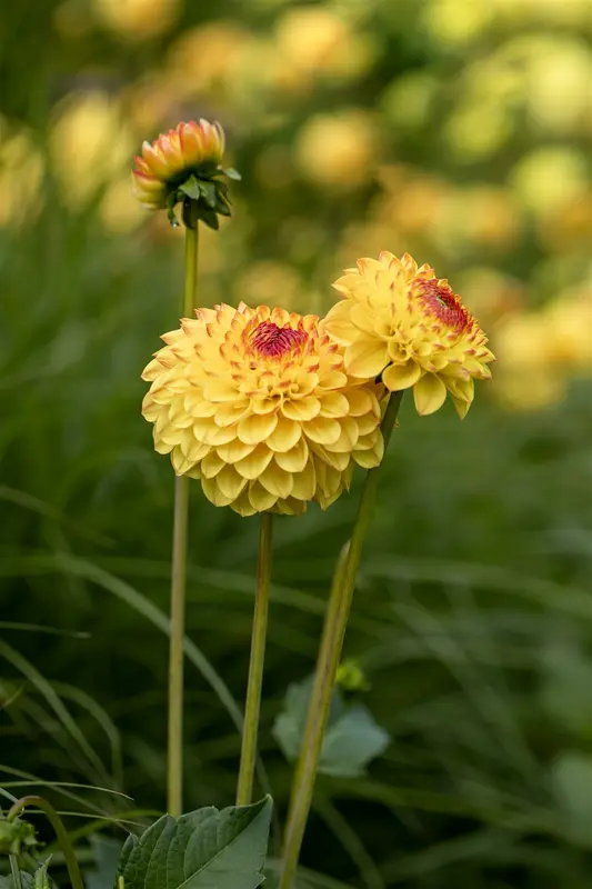 Dahlia (pomp) 'Golden Sceptre' BLOEMBOL *1