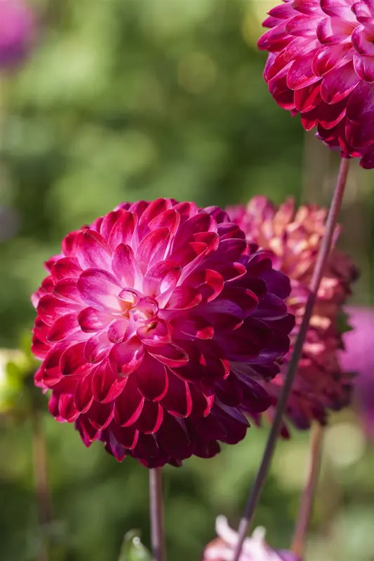 Dahlia (pomp) 'Little Robert' BLOEMBOL *1