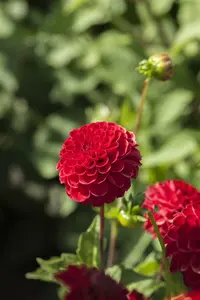 Dahlia (pomp) 'Nescio' BLOEMBOL *1
