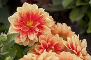 Dahlia - afbeelding 5
