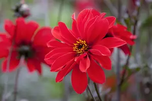 Dahlia - afbeelding 3