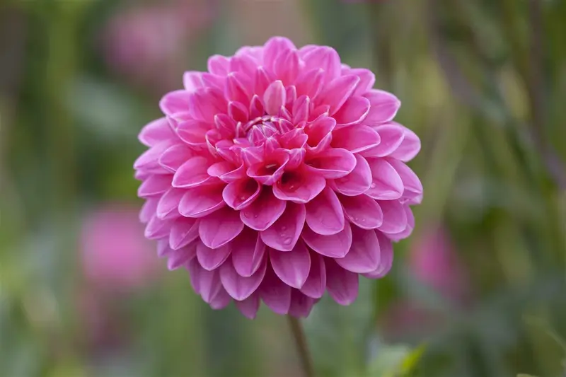 Dahlia (pomp) 'Peter' BLOEMBOL *1 - afbeelding 1