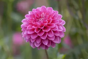 Dahlia (pomp) 'Peter' BLOEMBOL *1 - afbeelding 1