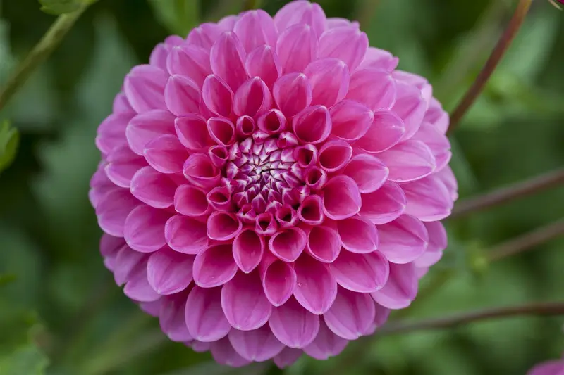 Dahlia (pomp) 'Peter' BLOEMBOL *1 - afbeelding 2