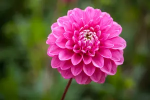 Dahlia (pomp) 'Peter' BLOEMBOL *1 - afbeelding 3