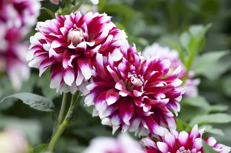 Dahlia (pomp) 'Safe Shot' BLOEMBOL *1 - afbeelding 4