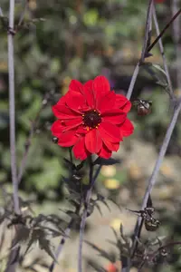 Dahlia (purp) 'Bishop of Llandaff' BLOEMBOL *1 - afbeelding 2