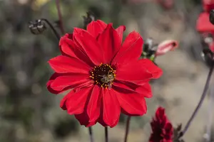 Dahlia (purp) 'Bishop of Llandaff' BLOEMBOL *1 - afbeelding 1