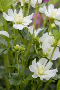 Dahlia - afbeelding 5