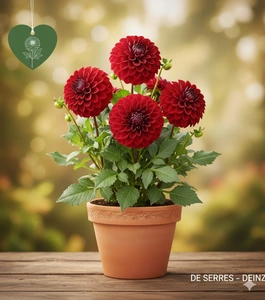 Dahlia 'Wittemans Best'