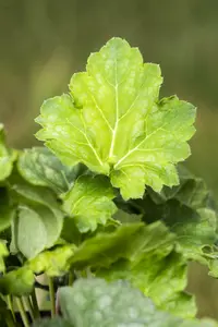 Dale´s Strain - afbeelding 3