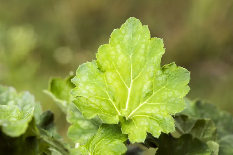 Dale´s Strain - afbeelding 2
