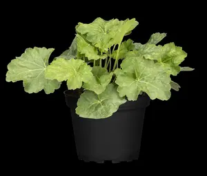 heuchera amer. 'dale strain' ( 'dale') P9 - afbeelding 3