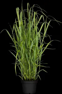 panicum virg. 'dallas blues' P9 - afbeelding 2