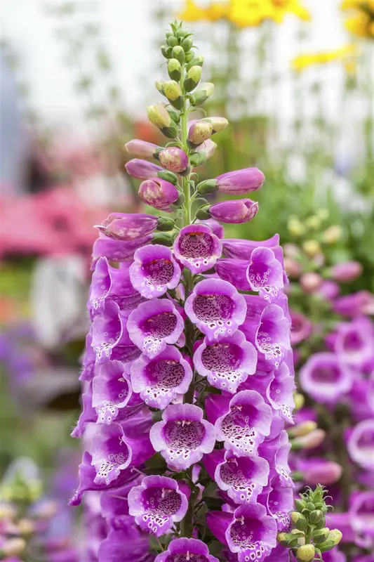 Dalmatian Purple - afbeelding 1