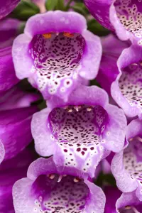 Dalmatian Purple - afbeelding 2