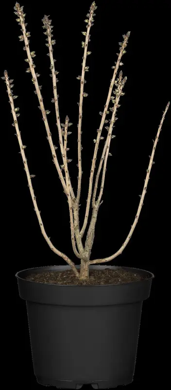 Rubra