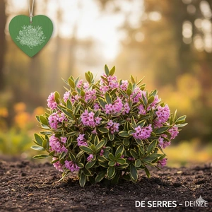 Daphne odora 'Aureomarginata' C (20- 25)