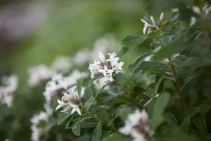 Eternal Fragrance