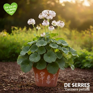 Darmera peltata P9