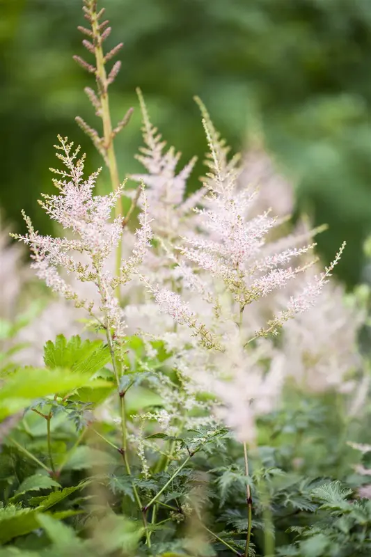 astilbe (s) 'darwin's snow sprite' P9