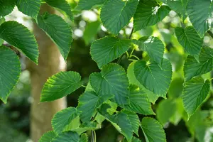 Davidia involucrata 10/12 HO C