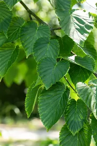 Davidia involucrata 175-200   C20 - afbeelding 2