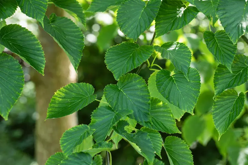 Davidia involucrata 175-200   C20 - afbeelding 1