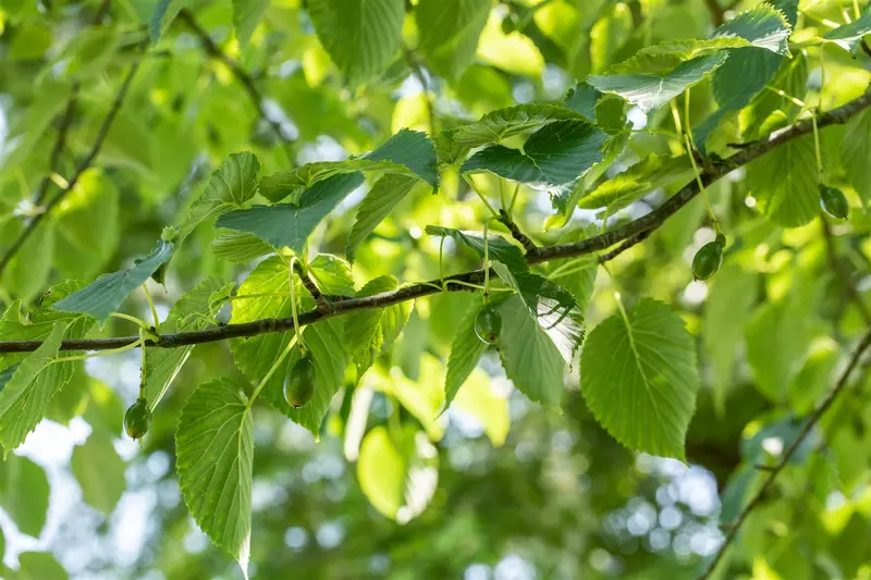 Davidia involucrata 175-200   C20 - afbeelding 4