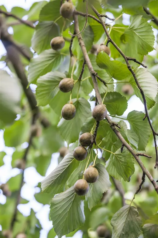 davidia involucrata (250-300 cm) - afbeelding 5