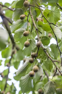 davidia involucrata (250-300 cm) - afbeelding 5