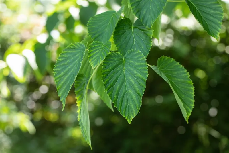davidia involucrata (250-300 cm) - afbeelding 3