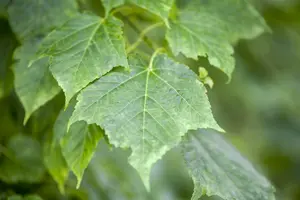 acer davidii (80-100 cm) - afbeelding 5