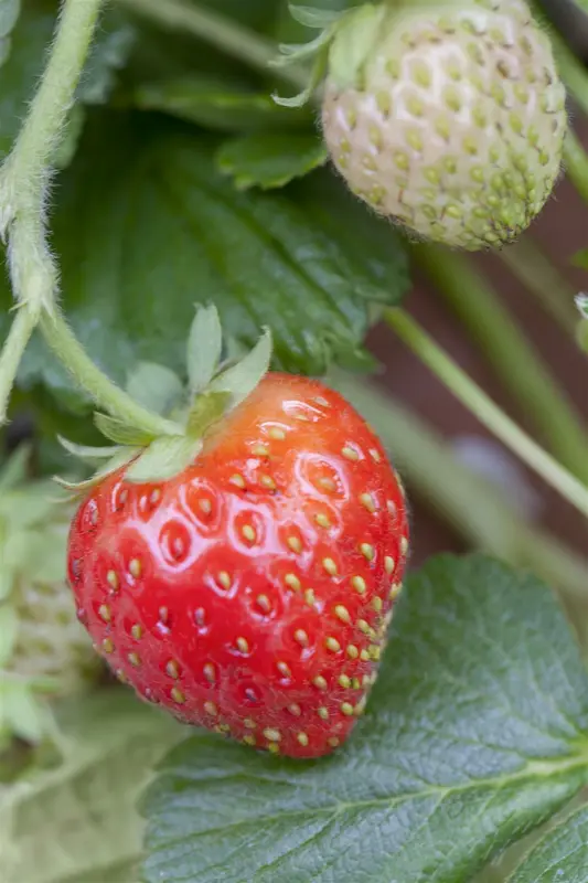 dcm aardbeien/kleinfruit 1,5kg - afbeelding 2