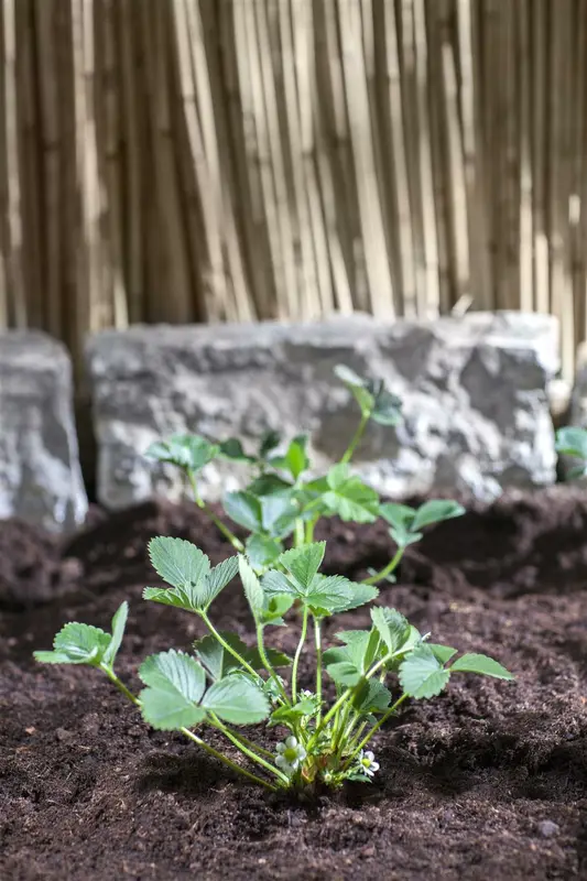 dcm aardbeien/kleinfruit 3kg - afbeelding 2