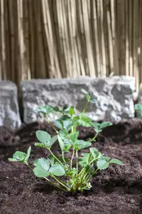 dcm aardbeien/kleinfruit 3kg - afbeelding 2