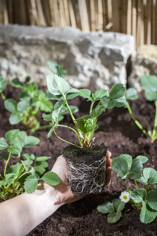 dcm aardbeien/kleinfruit 3kg - afbeelding 3