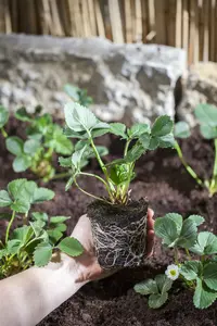 dcm aardbeien/kleinfruit 3kg - afbeelding 3
