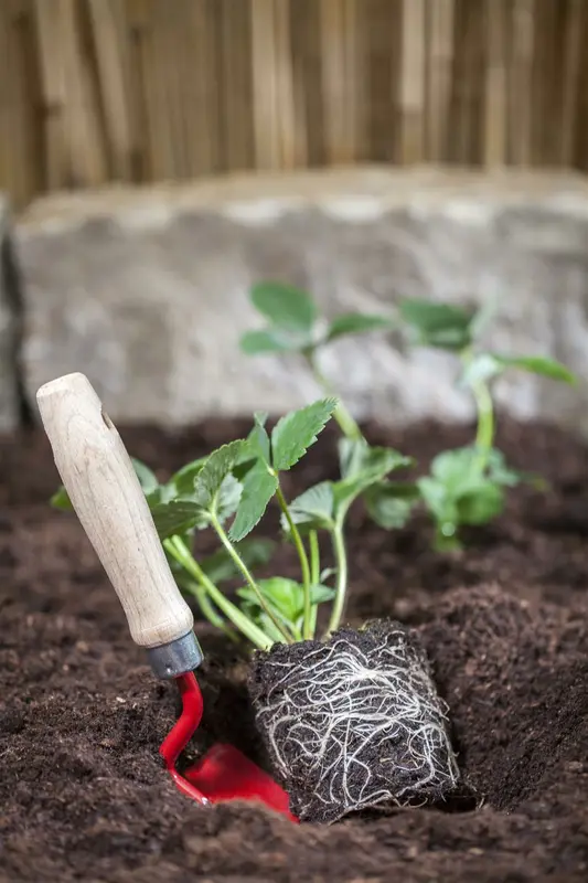 dcm aardbeien/kleinfruit 3kg - afbeelding 4