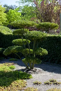 dcm buxus 10kg - afbeelding 4