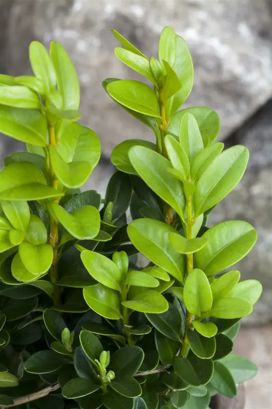 dcm buxus 10kg - afbeelding 6