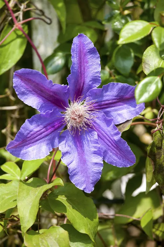 dcm clematis/klimplanten 1,5kg - afbeelding 5