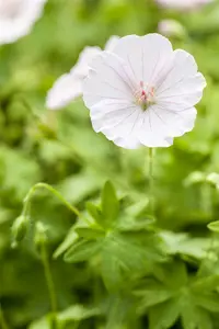 dcm geranium/bloeiende planten 0,75kg - afbeelding 4