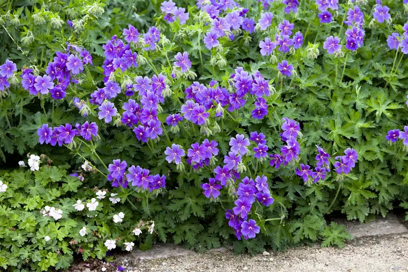 dcm geranium/bloeiende planten 1,5kg - afbeelding 2